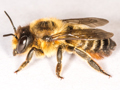 Megachile willughbiella